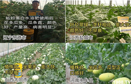 水溶肥市場大變革?。亢Ｔ寰?、魚蛋白將被它代替！1000多用戶鼎力推薦！