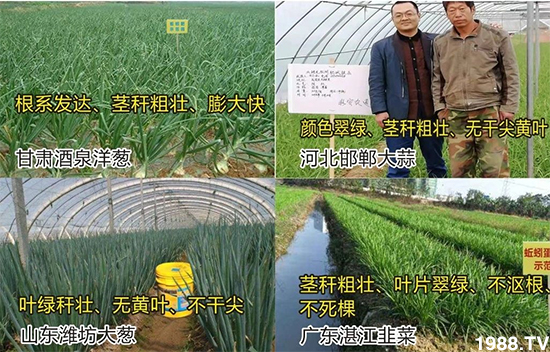 水溶肥市場大變革??？海藻精、魚蛋白將被它代替！1000多用戶鼎力推薦！