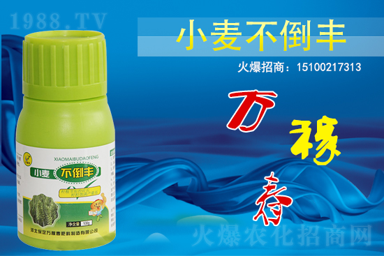 小麥不倒怎么做？還得是用小麥不倒豐!