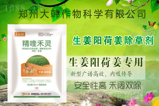 大姜陽荷姜怎么除草，姜地打什么除草劑，大姜陽荷姜除草方法及注意事項(xiàng)