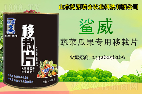 幼苗移栽苗弱、不長、死苗...？蔬菜定植必看