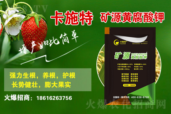 今日花生價(jià)格多少錢一斤？2021年3月19日花生價(jià)格行情