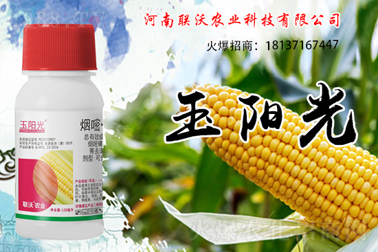 玉米除草為什么選擇苗后？玉米苗后除草劑如何打？