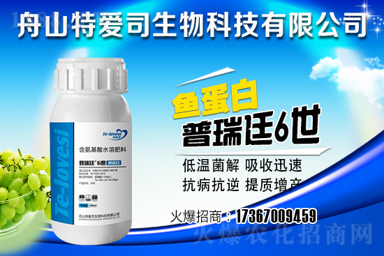 臍橙樹修剪