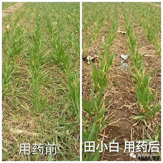 小麥雜草，節(jié)節(jié)麥泛濫成災(zāi)，怎么辦？小麥除草劑怎么選