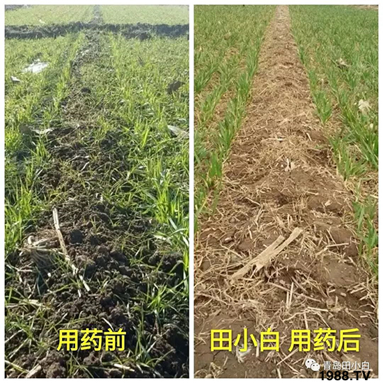 小麥雜草，節(jié)節(jié)麥泛濫成災(zāi)，怎么辦？小麥除草劑怎么選