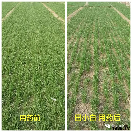 小麥雜草，節(jié)節(jié)麥泛濫成災(zāi)，怎么辦？小麥除草劑怎么選