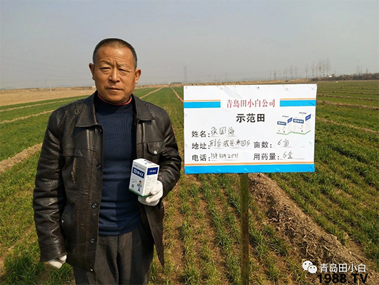 小麥雜草，節(jié)節(jié)麥泛濫成災(zāi)，怎么辦？小麥除草劑怎么選