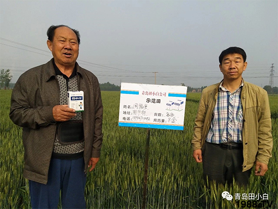小麥雜草，節(jié)節(jié)麥泛濫成災(zāi)，怎么辦？小麥除草劑怎么選