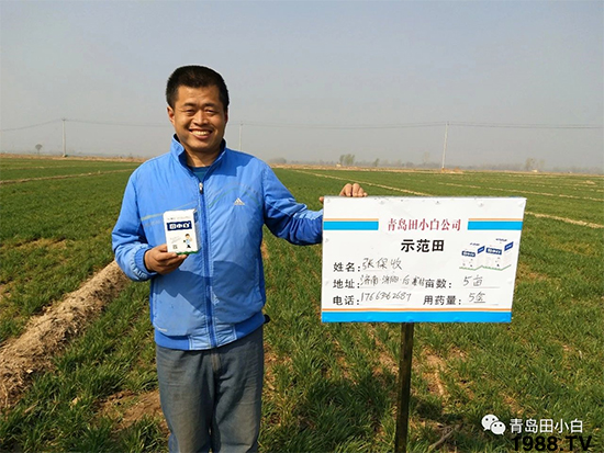 小麥雜草，節(jié)節(jié)麥泛濫成災(zāi)，怎么辦？小麥除草劑怎么選