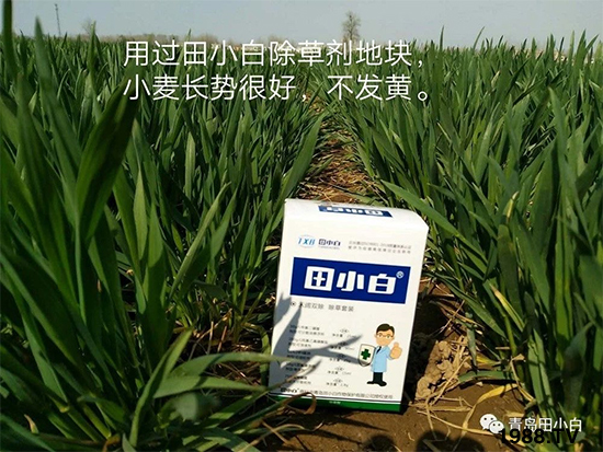 小麥雜草，節(jié)節(jié)麥泛濫成災(zāi)，怎么辦？小麥除草劑怎么選
