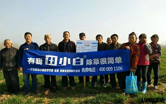 小麥雜草，節(jié)節(jié)麥泛濫成災(zāi)，怎么辦？小麥除草劑怎么選