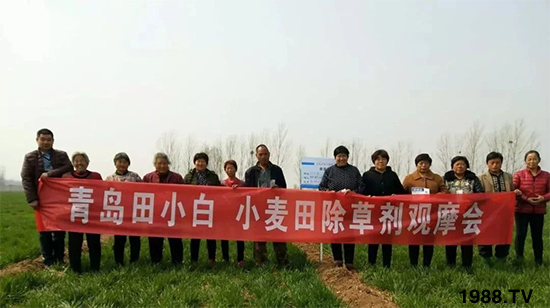 小麥雜草，節(jié)節(jié)麥泛濫成災(zāi)，怎么辦？小麥除草劑怎么選