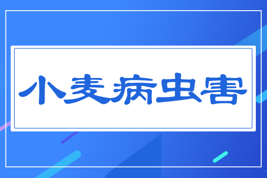 小麥病蟲(chóng)害