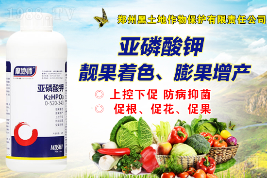 2022年2月19日磷銨新報(bào)價(jià)是多少？