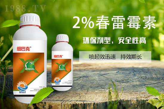 番茄潰瘍病怎么辦？聽聽專家怎么說！