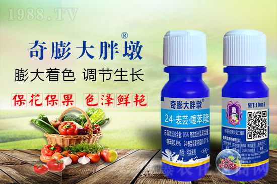     “作物要高產(chǎn)，膨果是關(guān)鍵！”果實膨大快、轉(zhuǎn)色好、賣相佳，后期的產(chǎn)量和品質(zhì)才有。近來許多的果農(nóng)菜農(nóng)紛紛反映自家的作物坐不住果、膨果慢甚至不膨果，即便膨果，后期軟果空果等情況頻繁發(fā)生，