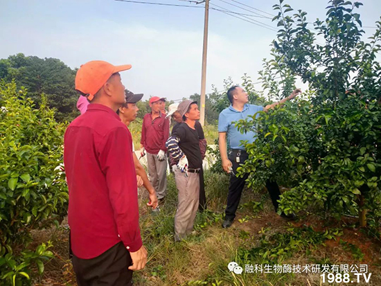 走進(jìn)田間地頭，助力柑橘產(chǎn)業(yè)