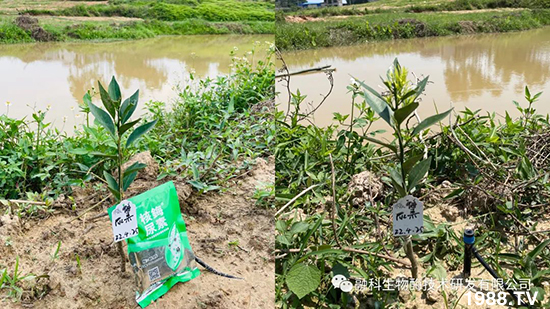 走進(jìn)田間地頭，助力柑橘產(chǎn)業(yè)