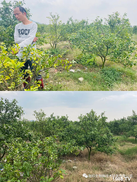 走進(jìn)田間地頭，助力柑橘產(chǎn)業(yè)