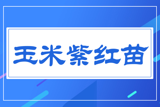 玉米紫紅苗