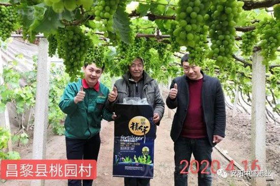 葡萄軟果是什么原因？如何防治？