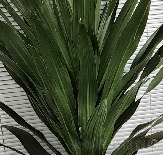 龍血樹(shù)-老李生物