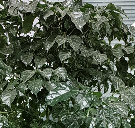 菜豆樹(shù)-老李生物