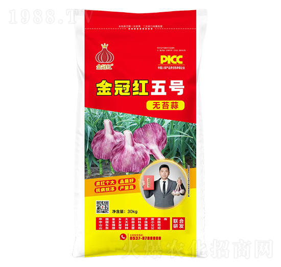 金冠紅五號無苔蒜-魯金豆