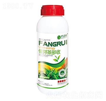 ��ѿ�����-����